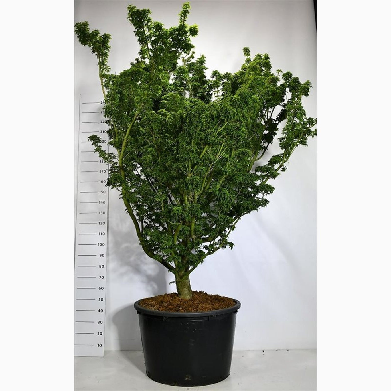 Japansk lönn – Acer pal. 'Shishigashira' - C200 200-225 CM